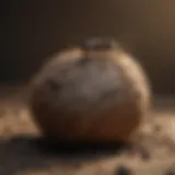 Carpenter Ant Nesting Site