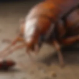 German cockroach infestation symbolizing pest problem