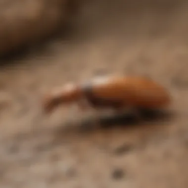 Variety of Termite Control Products Different types of termite control products