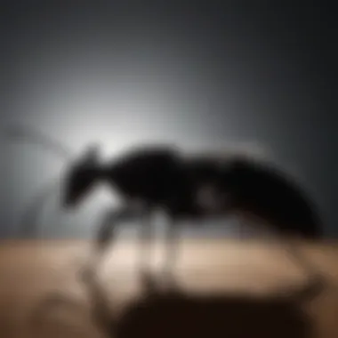Silhouette of Enigmatic Pest Shadowy silhouette of unidentified pest