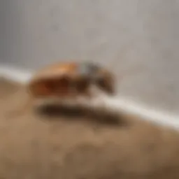Eco-Friendly Pest Control Solutions