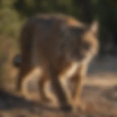 Sleek Bobcat Stalking