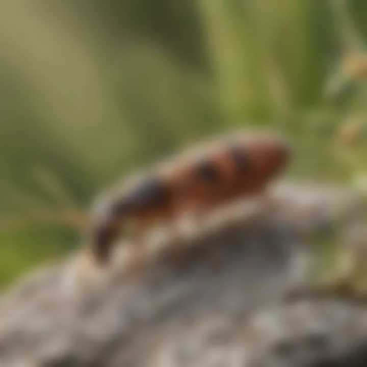 Visual representation of preventive measures against springtail infestations in residential areas.