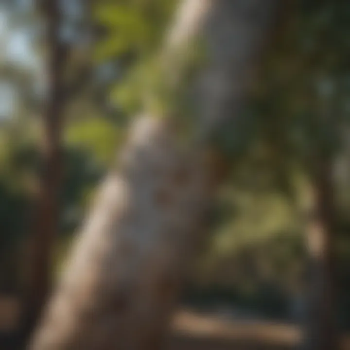 Eucalyptus Tree: Wasp Repellent Sketch of Eucalyptus Tree Branch