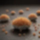 Boric Acid Granules in Focus Close-up view of boric acid granules on a surface