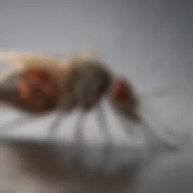 Expert consultation on mosquito authority in Lexington