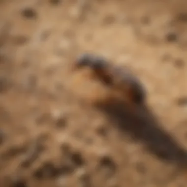 Expert Termite Eradication Methods by Ozane Expert Termite Eradication Methods by Ozane