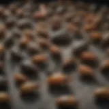 Diverse Pests in Georgia Close-up of common pests found in Georgia