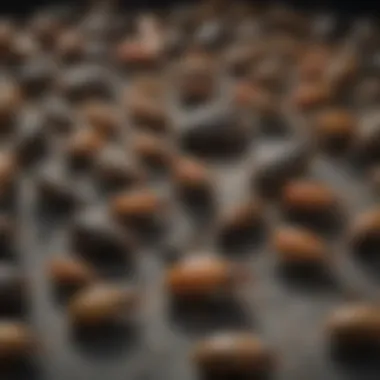 Diverse Pests in Georgia Close-up of common pests found in Georgia