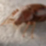 Close-up of bed bug on mattress seam