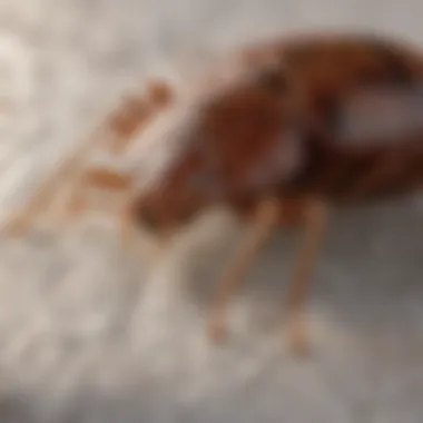 Close-up of bed bug on mattress seam