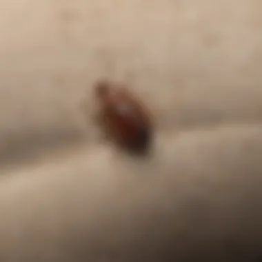 Bed bug excrement spots on fabric upholstery