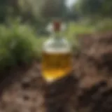 Overview of castor oil's extraction process