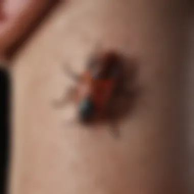 Blistering Bug Bite on Skin