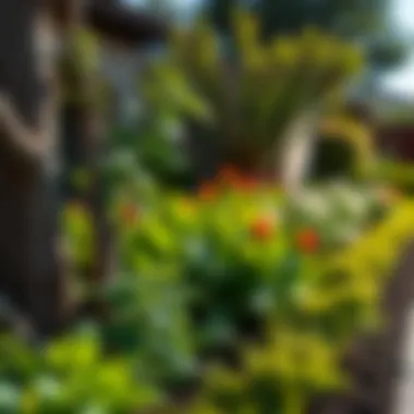 A well-maintained garden in Gilbert, AZ, highlighting pest prevention