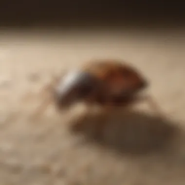 Natural Scents for Bed Bug Repellency Natural scents effective against bed bugs