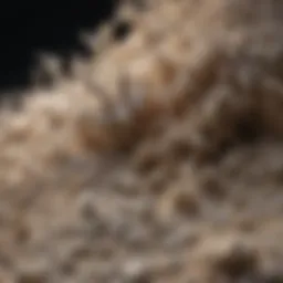 Close-up view of diatomaceous earth particles highlighting their unique structure