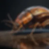 Innovative Bug Attraction Technology Innovative Bug Attraction Technology