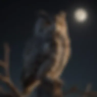 Silhouette of owl perched against the moonlit sky