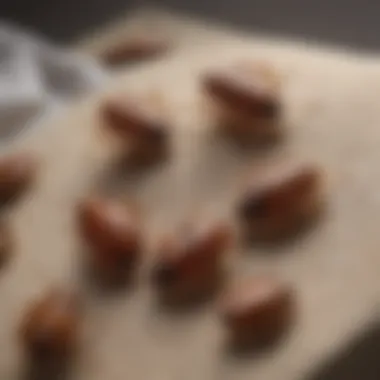 Bed bug life cycle stages illustrated