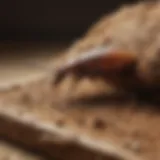 Innovative Termite Detection
