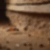 Termite Inspection Techniques