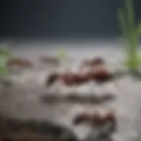 Ants trapped on sticky surface