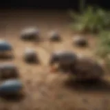 A collage of common pests found in Texas homes