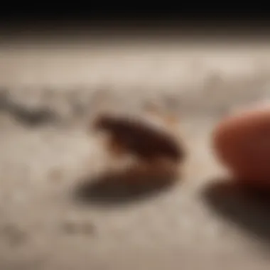 Professional Inspection for Bed Bug Eggs Exterminator inspecting bed bug eggs infestation with specialized equipment