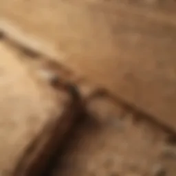 Exterminator inspecting termite damage