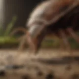 Exterminator inspecting a tick-infested area