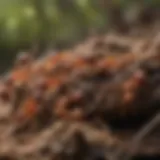 Intricate Life of Fire Ants Close-up view of fire ants on a nest