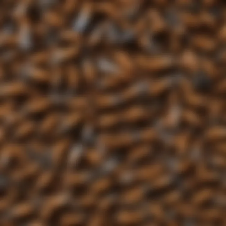 An illustration depicting the social hierarchy within a termite colony