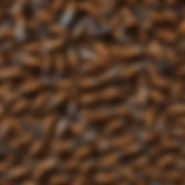 Social Hierarchy in a Termite Colony An illustration depicting the social hierarchy within a termite colony