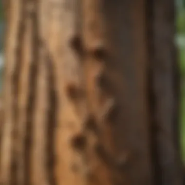 Impact of Termite Activities on Tree Health