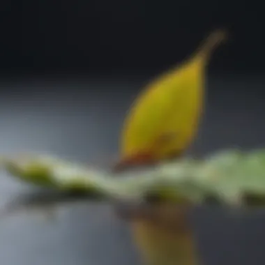 Leaf cutter ant cutting leaf