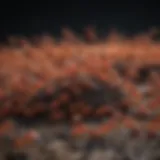 Fire Ant Colony Structure
