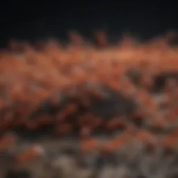 Fire Ant Colony Structure