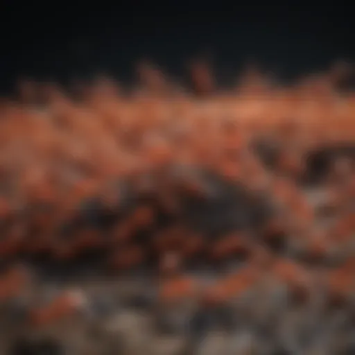 Fire Ant Colony Structure