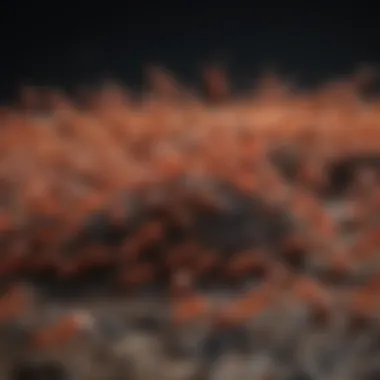 The Intricate Structure of a Fire Ant Colony Fire Ant Colony Structure