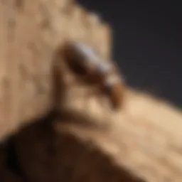Fitton termite chewing on wooden beam