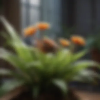 Natural flea deterrent plants for your home