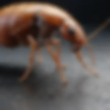 Understanding the Flea Life Cycle Flea Life Cycle Diagram