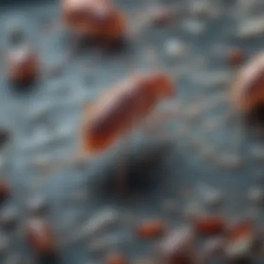 Artistic representation of fleas on a detailed scientific microscope slide