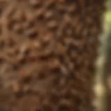 Close-up of flying swarming termites on tree bark