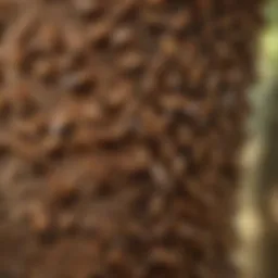 Close-up of flying swarming termites on tree bark