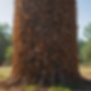 Ecosystem Impact of Flying Swarming Termites Flying swarming termites in their natural habitat