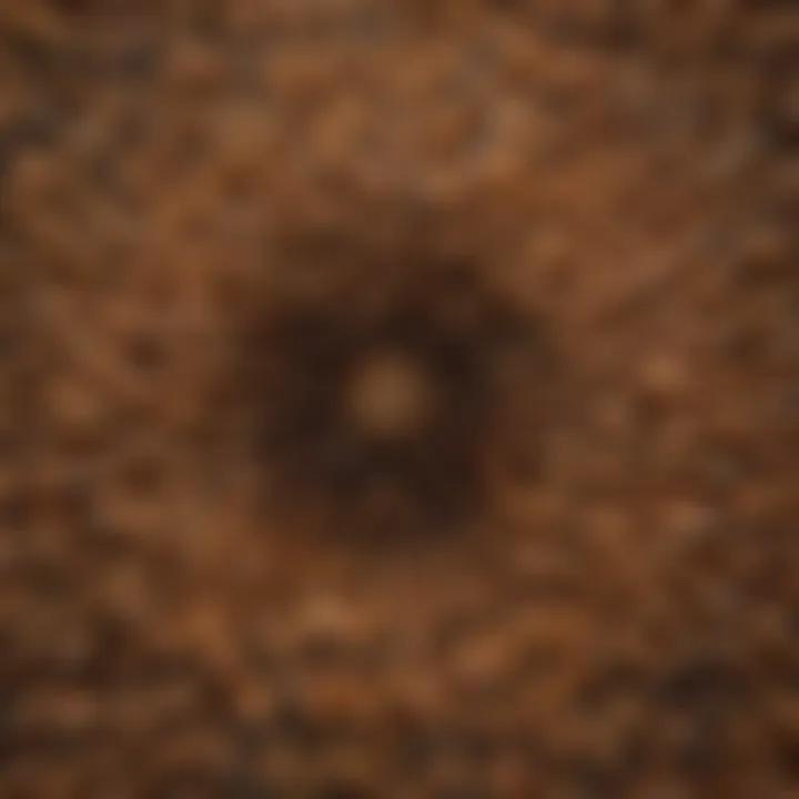 Flying swarming termites in a symmetrical formation