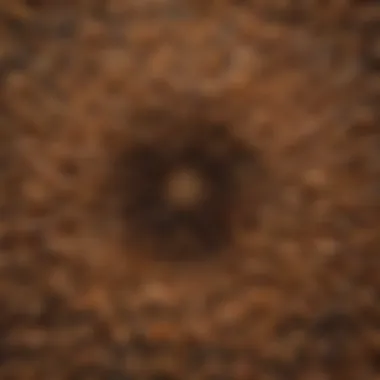 Symmetry in the Flight of Swarming Termites Flying swarming termites in a symmetrical formation