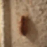 Foam insulation infested with termites